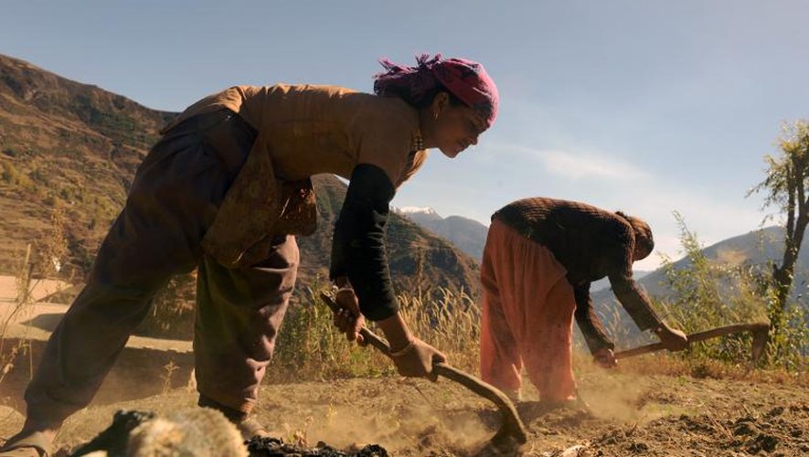 Des Népalaises travaillent au champ dans le village d'Humla au Nepal le 8 novembre 2014