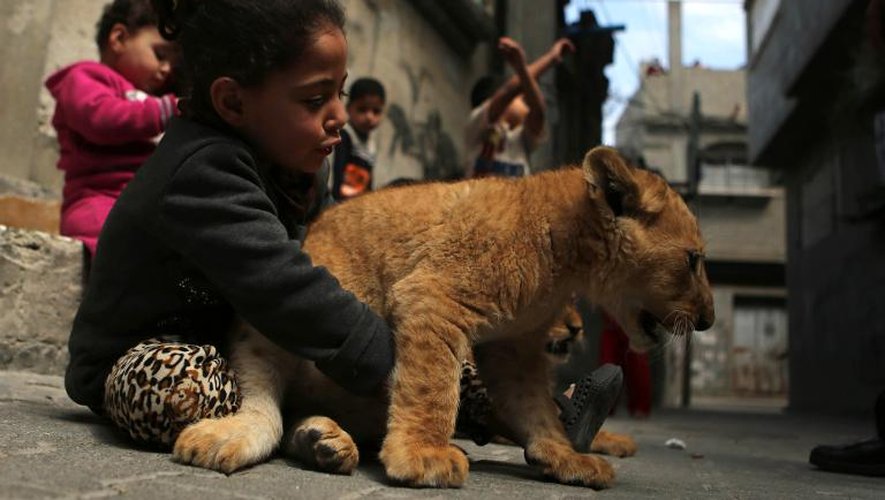 Les petits-enfants de Saad al-Jamal s'amusent avec les deux lionceaux achetés au zoo, devant la maison de famille, dans la bande de Gaza, le 19 mars 2015