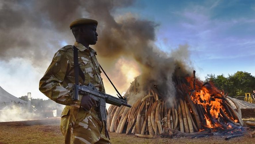 Un garde de sécurité aux côtés de 15 tonnes d'ivoire d'éléphant brûlés au sein du Parc national de Nairobi au Kenya, le 3 mars 2015