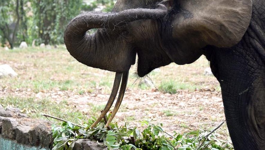 Un éléphant dans le zoo d'Abidjan , le 10 mars 2015