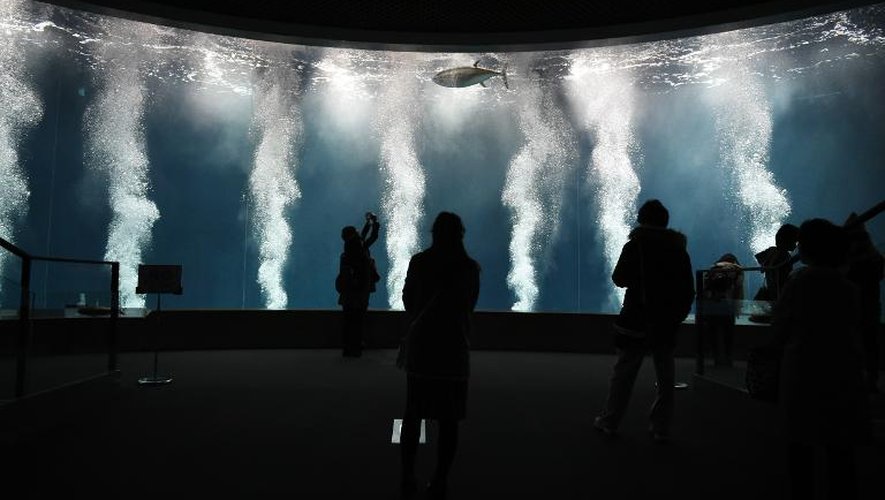 Des visiteurs observent le 25 mars 2015 le dernier thon évoluant dans les eaux du Tokyo Sea Life, un populaire aquarium de la capitale japonaise qui contenait des dizaines de spécimens jusqu'à leur mort récente pour des raisons inconnues