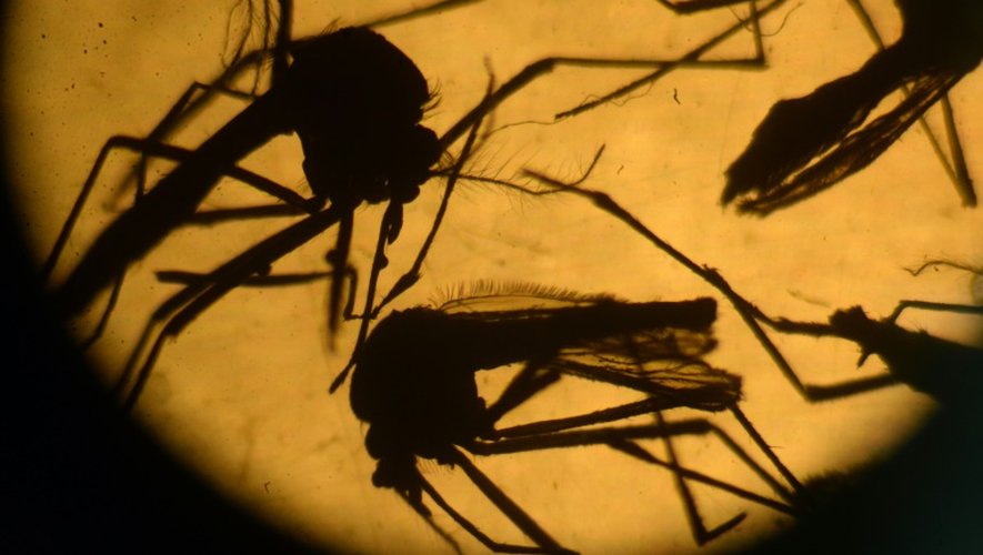 Moustiques de type Aedes photographiés dans un laboratoire le 3 février 2016 à El Salvador au Salvador