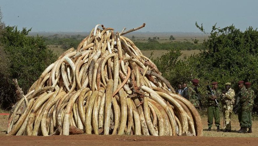 15 tonnes d'ivoire saisies qui s'apprêtent à être brûlées le 3 mars 2015 dans le parc national de Nairobi (Kenya)