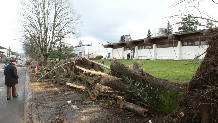 Des arbres déracinés dans le centre de Brive-la-Gaillarde le 14 février 2016