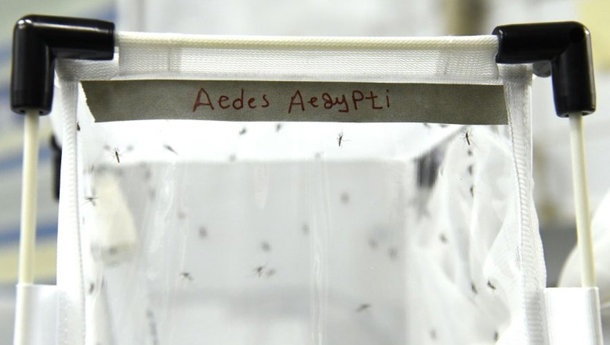 Des moustiques susceptibles de transmettre le virus du Zika sont traités dans un des laboratoires de l'AIEA à Seibersdorf près de Vienne, le 10 février 2016