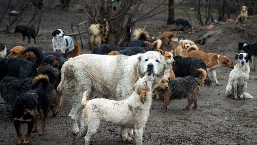 Des chiens errants, le 28 janvier 2015, dans le refuge de Sasa Pesic, à Nis, au sud de Belgrade