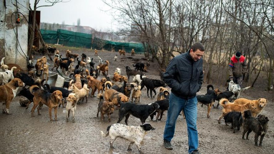 Sasa Pesic, dans son abri pour chiens errants, le 28 janvier 2015 à Nis, 200 km au sud de Belgrade
