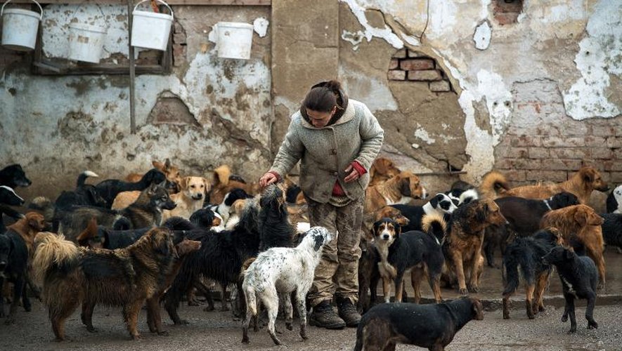 Une bénévole, le 28 janvier 2015, dans le refuge de chiens errants de Sasa Pesic, à Nis au sud de Belgrade