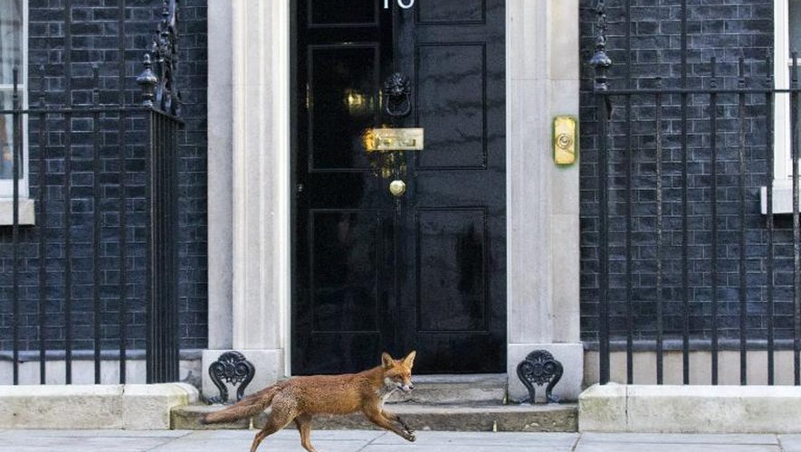 Un renard passe devant la résidence du Premier ministre britannique, le 30 mars 2015, jour de la dissolution du Parlement et de l'ouverture de la campagne électorale pour les législatives du 7 mai