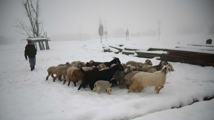 Un Pakistanais conduit son troupeau de chèvres le 12 novembre 2015 dans la vallée de Neelum au Cachemire