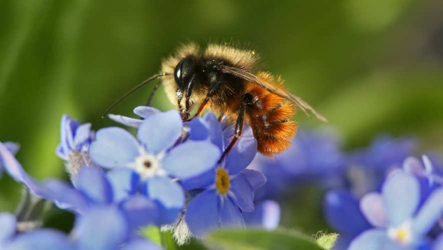 Le déclin des pollinisateurs comme les abeilles menace une partie de la production agricole mondiale