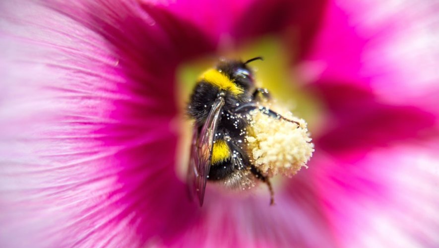 Le déclin des pollinisateurs sauvages est notamment dû à l'utilisation de pesticides, aux espèces invasives et au changement climatique