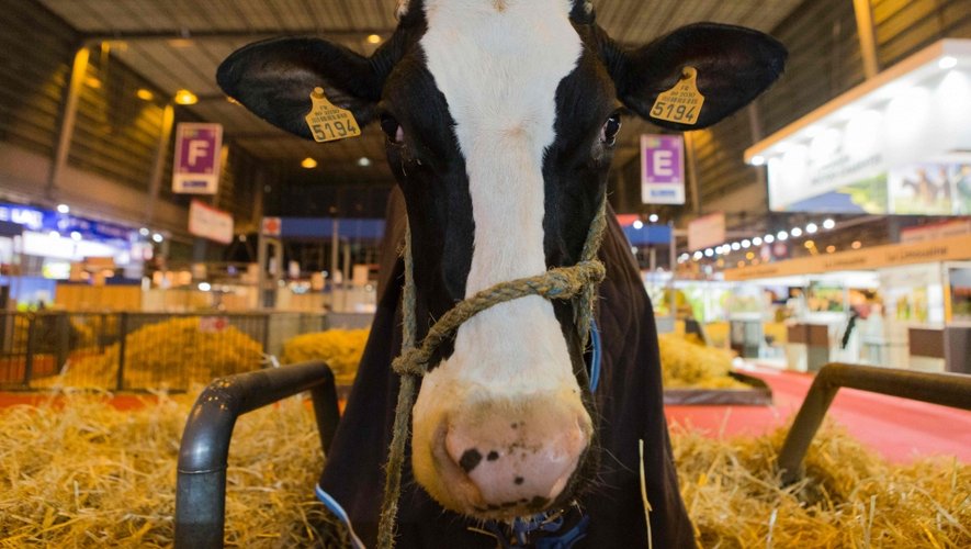 Vaches pomponnées, cochons de compétition et chiens de troupeaux vont défiler sur le ring toute la semaine devant les près de 700 000 visiteurs attendus Porte de Versailles.