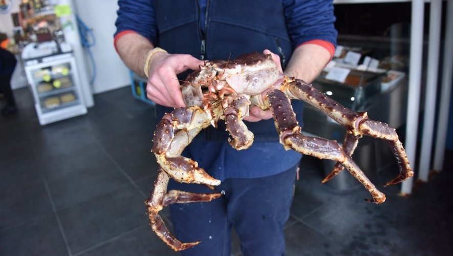 Ce n'est certainement pas le plus gros des crabes géants mais le spécimen ruthénois a déjà la cote.