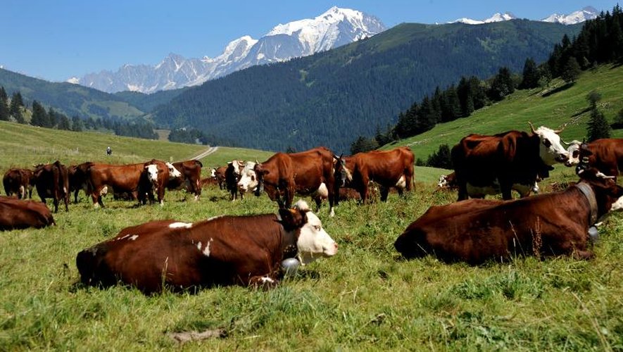 Troupeau de vaches de race Abondance le 21 août 2013 dans un pré de La Clusaz, dans le massif du Mont Blanc, où est produit le fromage AOC Abondance