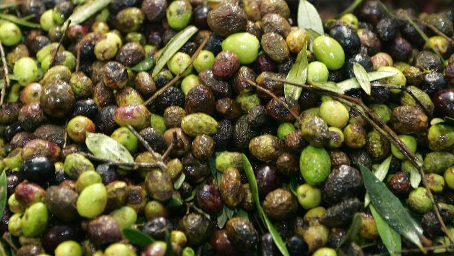 Olives des Baux de Provence (sur de la frabce) protégées par une AOC (appellation d'origine controlée)