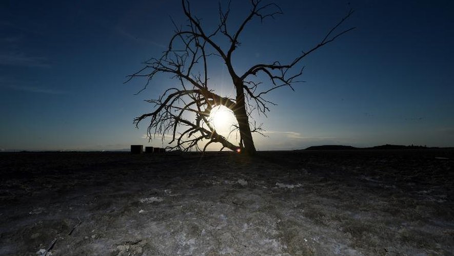 Un arbre mort photographié le 19 mars 2015 prés de la Red Hill Marina sur les bords de Salton Sea, le plus grand lac de la Californie