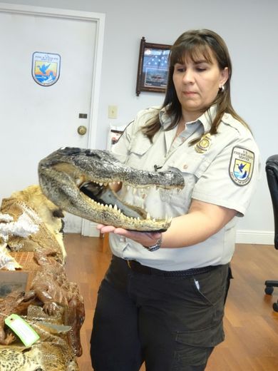 Une inspectrice du service de la faune américaine montre une tête de crocodile saisie à l'aéroport international de Miami le 3 février 2016