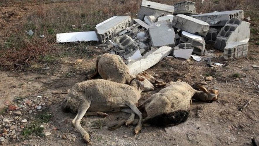 Perpignan : des moutons mutilés découverts sur un terrain vague