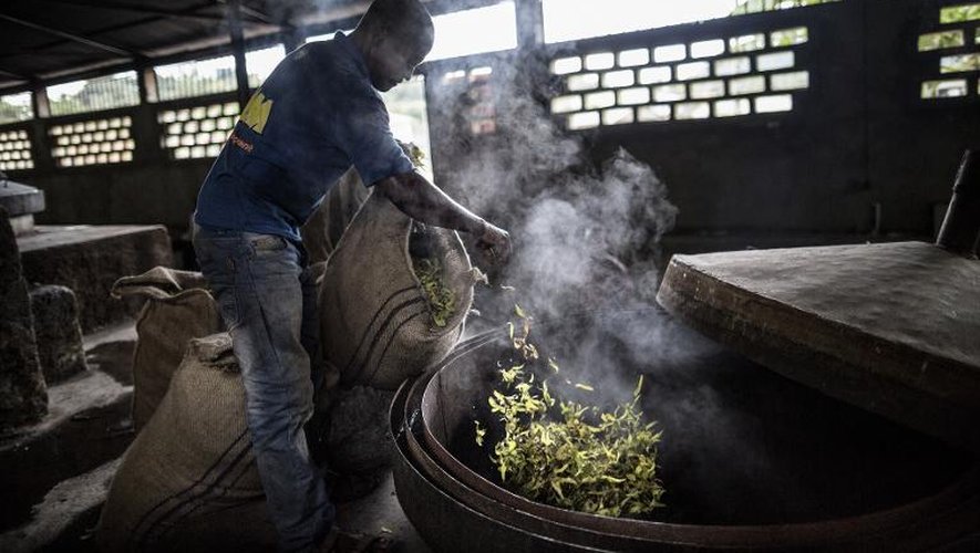 Un ouvrier jette les fleurs d'ylang-ylang dans un alambic pour obtenir, par distillation, l'huile essentielle qui entre dans la composition de parfums, comme le Chanel n°5 notamment, le 24 février 2015 à Moroni, aux Comores