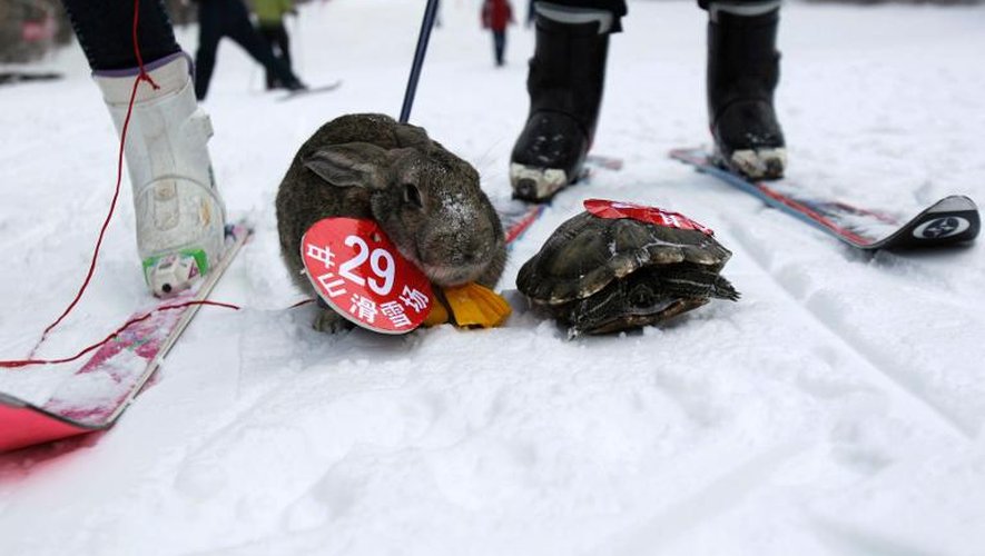 Un lapin et une tortue participent à une compétition de ski ouverte aux animaux domestiques accompagnés de leur maître, le 12 janvier 2014 à Sanmenxia, dans le centre de la Chine