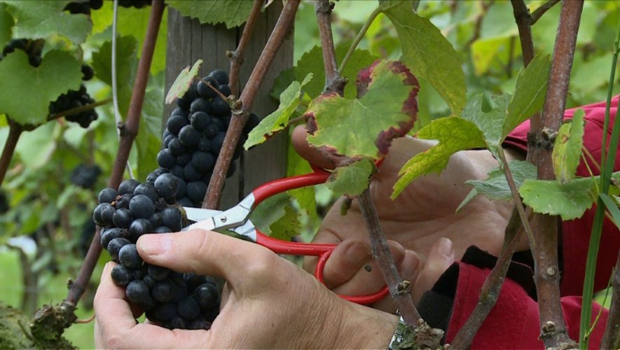 Une grappe de raisins pinot noir cueillie dans un vignoble