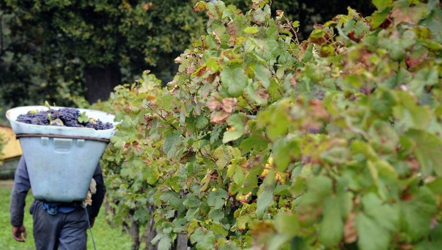 Les viticulteurs français inquiets du dépérissement des vignobles