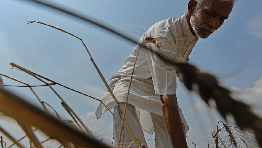 Le fermier indien Hansraj Gewra, dans son champ de blé dans le village de Kanjhawala à 25 km de New Delhi, le 15 avril 2015