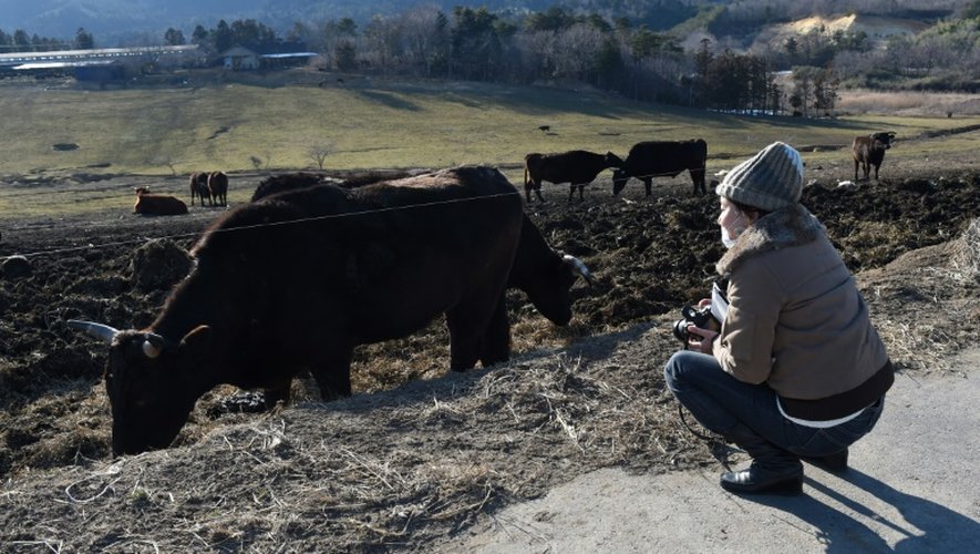 Des vaches broutent de l'herbe encore contaminée, près de Namie, le 11 février 2016, dans la région de Fukushima, 5 ans après la catastrophe nucléaire