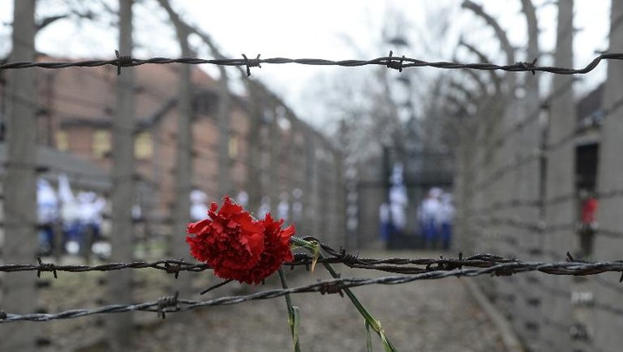 Une fleur déposée le 16 avril 2015 sur les barbelés du camp d'Auschwitz-Birkenau
