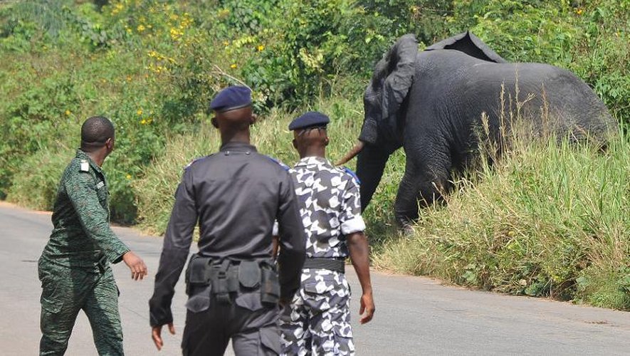 Capture d'un éléphant lors d'une opération de déplacement le 21 janvier 2014 à Daloa en Côte d'Ivoire