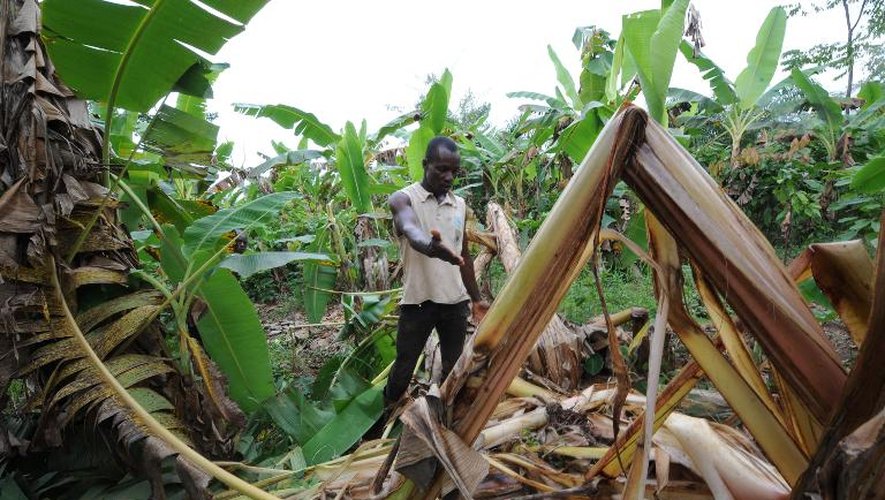 Un fermier au milieu de sa plantation de cacao endommagée par les éléphants le 21 janvier 2014 à Daloa en Côte d'Ivoire
