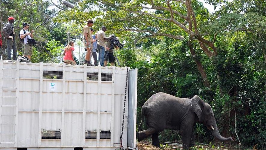 Un éléphant relaché à l'issue d'une opération de déplacement le 23 janvier 2014 à Daloa en Côte d'Ivoire