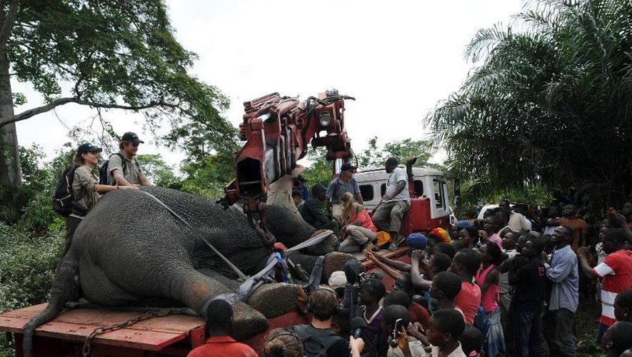 Un éléphant endormi par un vétérinairen vue de son déplacement le 22 janvier 2014 à Daloa