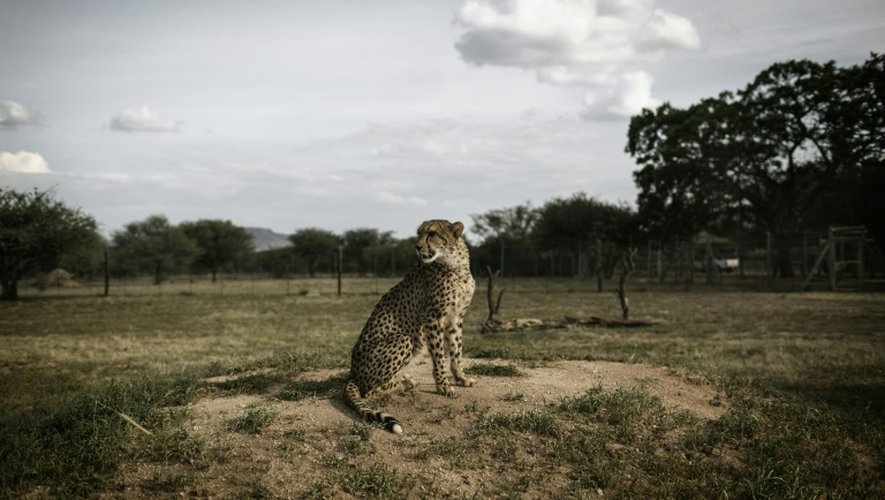 Un guépard en captivité, dans son enclos à Otjiwarongo, en Namibie le 18 février 2016