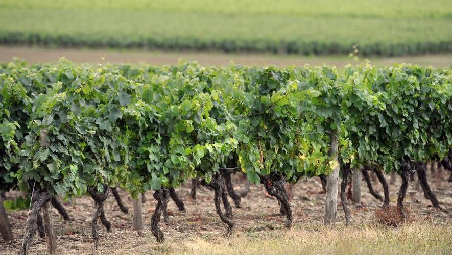 Le vignoble chinois qui représentait moins de 4% des vignes mondiales en 2000 compte aujourd'hui pour près de 11%