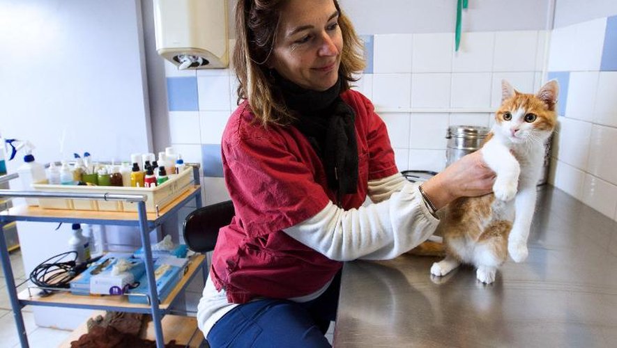 Photo prise à la SPA à Marseille montrant Oscar, le chat de cinq mois qui a été blessé après avoir été lancé par Farid Ghilas, 24 ans, lequel en avait ensuite fait une video devenue virale sur internet