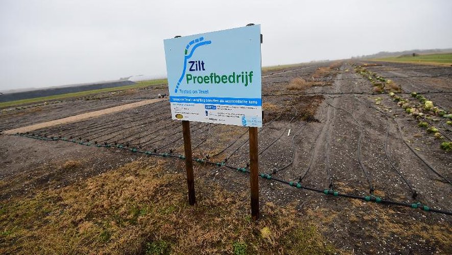 Vue d'un champ où des pommes de terre poussent dans l'eau salée, à Den Horn, aux Pays-Bas, le 28 janvier 2015