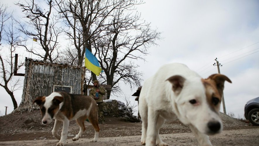 Un soldat ukrainien et des chiens près de Sartana, dans l'est de l'Ukraine, le 29 février 2016