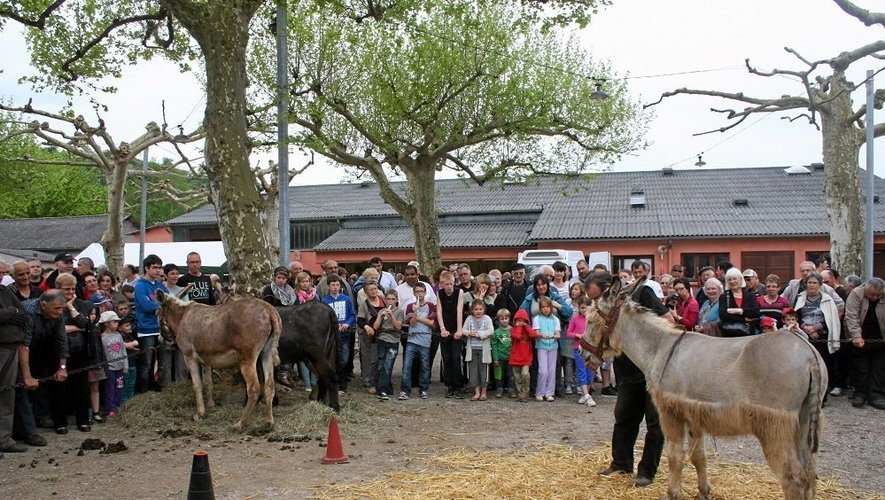Près de 3 500 personnes à Saint-Cyprien pour célébrer les ânes.