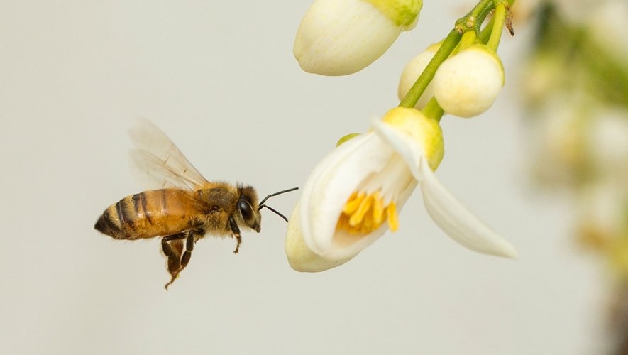 Depuis 20 ans, l’Union Nationale de l’Apiculture Française (UNAF) se bat pour la suspension de nombreux insecticides, des substances responsables de la mort de millions d’abeilles à travers la France.