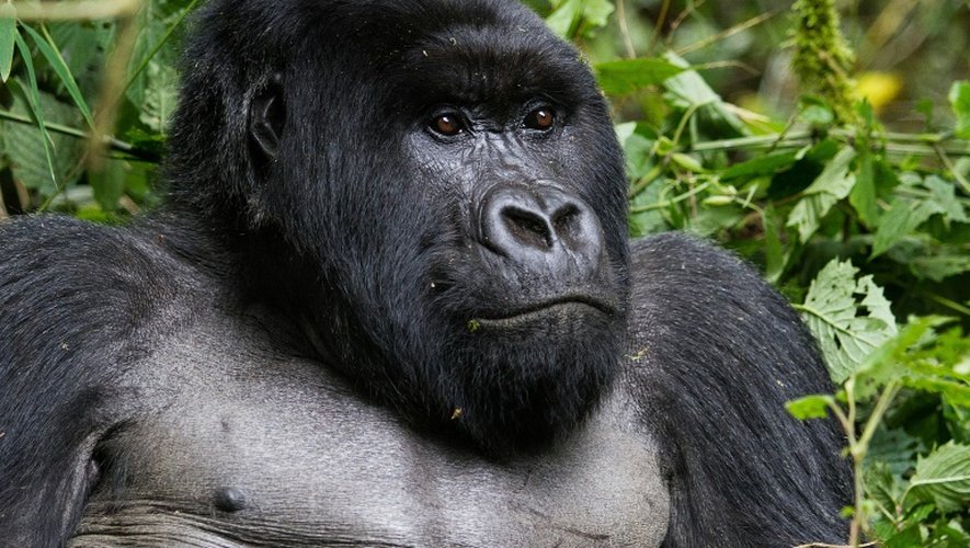 Au Rwanda, c'est surtout les gorilles de montagne que l'on vient voir, mais aussi les lions et les rhinocéros noirs