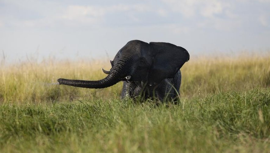 Un éléphanteau joue dans la rivière Chobe, dans un parc national du nord-est du Botswana, le 20 mars 2015