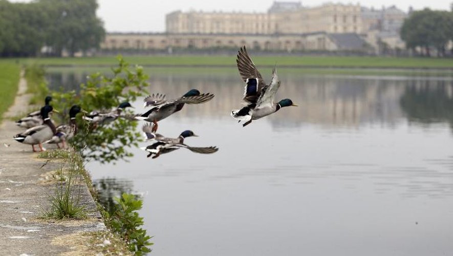 Le château de Versailles vu depuis un étang du jardin, le 10 juin 2013