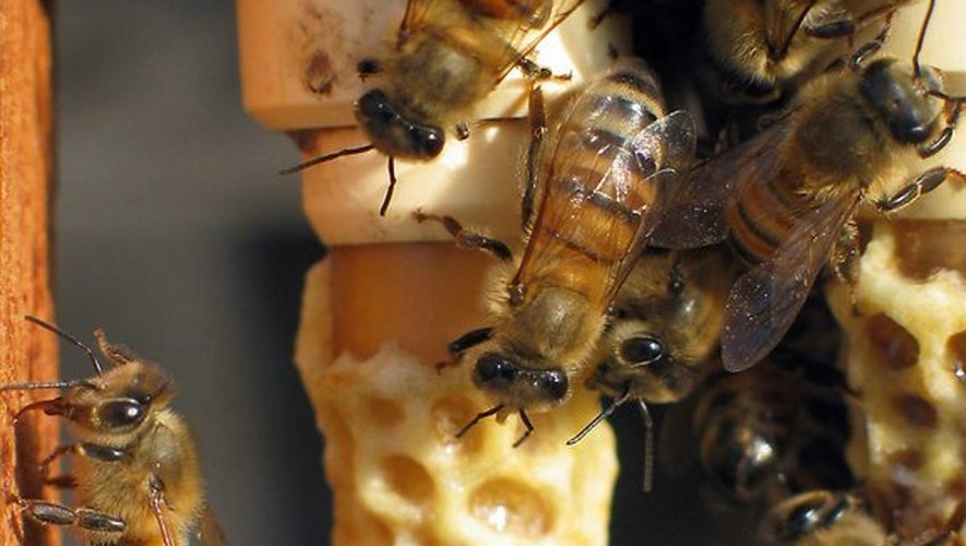 Des abeilles dans une ruche