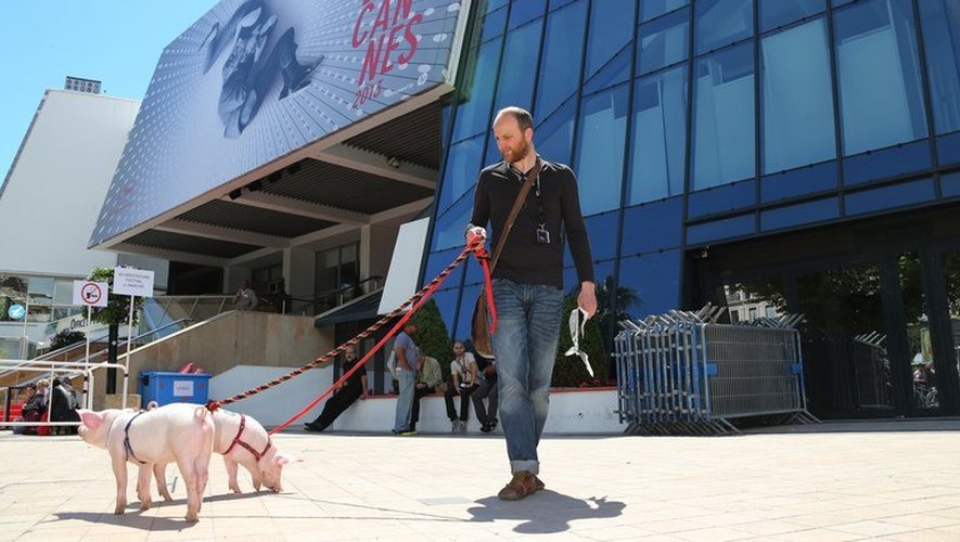 Le réalisateur lithuanien Emilis Velyvis promène des cochons sur la croisette pour promouvoir son film "Redirected" le 17 mai 2013