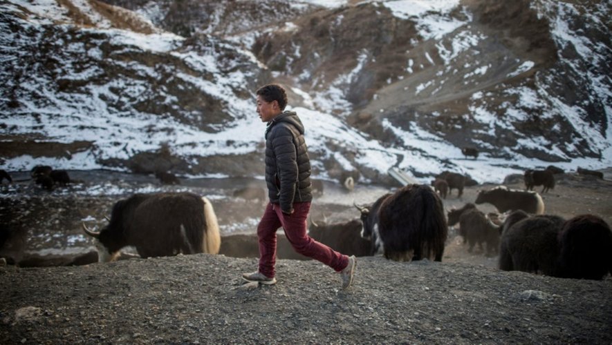 Un homme et ses yaks près de Sertar dans la préfecture autonome tibétaine de la province du Sichuan en Chine, le 8 décembre 2015