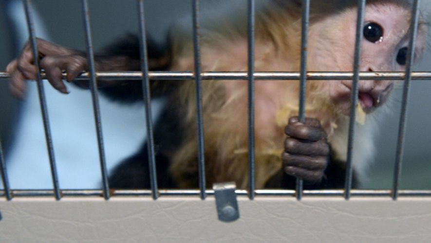 PHOTOS Justin Bieber : son singe, devenu allemand, adopté par un zoo !