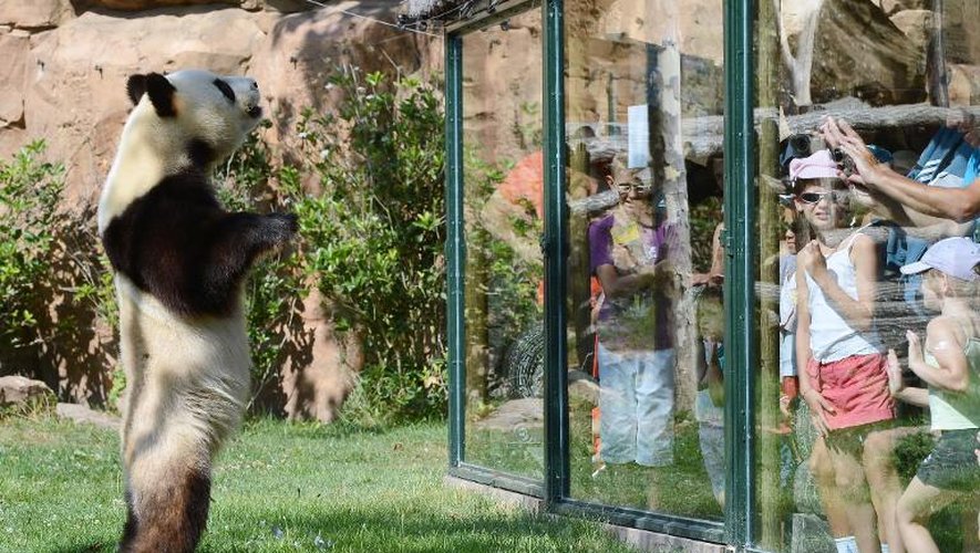 Des visiteurs admirent un panda géant au zoo de Beauval, à Saint-Aignan-sur-Cher, dans le Loir-et-Cher, le 23 août 2012
