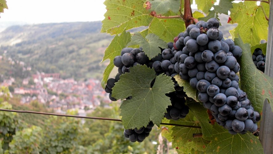 La Route des vins voit, enfin, le jour en Aveyron